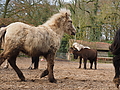 P0000371-Islandfohlen2015-03-07_13-09-08P30727712015-03-07_13-09-088_059_KB.JPG