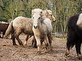 P0000376-Islandfohlen2015-03-07_13-09-08P30727842015-03-07_13-09-086_756_KB.JPG