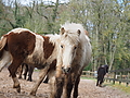 P0000381-Islandfohlen2015-03-07_13-09-22P30727972015-03-07_13-09-226_412_KB.JPG