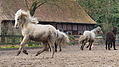 P0000389-Islandfohlen2015-03-08_10-32-51P30728282015-03-07_13-09-482_369_KB.JPG