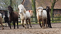 P0000394-Islandfohlen2015-03-08_10-36-03P30728612015-03-07_13-09-542_355_KB.JPG