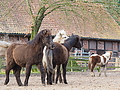 P0000414-Islandfohlen2015-03-07_13-10-54P30730402015-03-07_13-10-547_502_KB.JPG