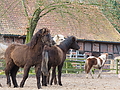 P0000415-Islandfohlen2015-03-07_13-10-56P30730412015-03-07_13-10-567_300_KB.JPG