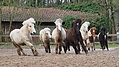 P0000420-Islandfohlen2015-03-08_10-43-40P30731062015-03-07_13-11-241_534_KB.JPG