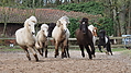 P0000422-Islandfohlen2015-03-08_10-44-27P30731082015-03-07_13-11-241_515_KB.JPG