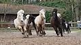 P0000423-Islandfohlen2015-03-08_10-44-48P30731092015-03-07_13-11-241_510_KB.JPG