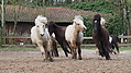 P0000424-Islandfohlen2015-03-08_10-45-10P30731102015-03-07_13-11-261_478_KB.JPG