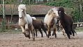 P0000426-Islandfohlen2015-03-08_10-46-14P30731122015-03-07_13-11-261_615_KB.JPG