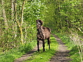 P5024588Weideaustrieb-Islandstuten.JPG