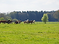 P5024632Weideaustrieb-Islandstuten.JPG