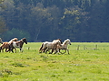 P5024633Weideaustrieb-Islandstuten.JPG