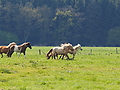 P5024636Weideaustrieb-Islandstuten.JPG