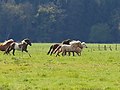 P5024640Weideaustrieb-Islandstuten.JPG