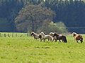 P5024661Weideaustrieb-Islandstuten.JPG