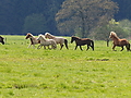 P5024673Weideaustrieb-Islandstuten.JPG