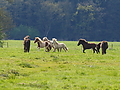 P5024685Weideaustrieb-Islandstuten.JPG