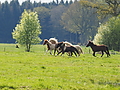 P5024694Weideaustrieb-Islandstuten.JPG