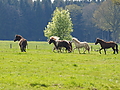 P5024700Weideaustrieb-Islandstuten.JPG