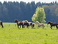 P5024705Weideaustrieb-Islandstuten.JPG