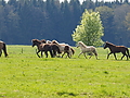 P5024706Weideaustrieb-Islandstuten.JPG