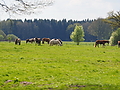 P5024723Weideaustrieb-Islandstuten.JPG