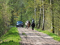 P5024730Weideaustrieb-Islandstuten.JPG