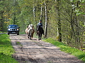 P5024744Weideaustrieb-Islandstuten.JPG