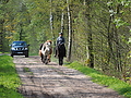 P5024747Weideaustrieb-Islandstuten.JPG