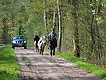 P5024749Weideaustrieb-Islandstuten.JPG