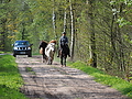 P5024750Weideaustrieb-Islandstuten.JPG