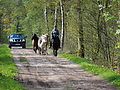 P5024752Weideaustrieb-Islandstuten.JPG