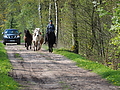 P5024757Weideaustrieb-Islandstuten.JPG