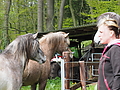 P5036651Weideaustrieb-Islandhengste.JPG