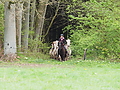 P5036905Weideaustrieb-Islandhengste.JPG