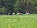 P5036988Weideaustrieb-Islandhengste.JPG