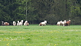 P5036991Weideaustrieb-Islandhengste.JPG