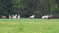 P5036992Weideaustrieb-Islandhengste.JPG