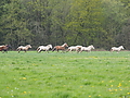 P5036996Weideaustrieb-Islandhengste.JPG