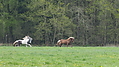 P5036999Weideaustrieb-Islandhengste.JPG