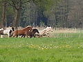 P5037000Weideaustrieb-Islandhengste.JPG