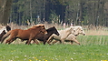 P5037001Weideaustrieb-Islandhengste.JPG