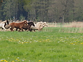 P5037003Weideaustrieb-Islandhengste.JPG