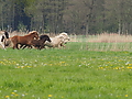 P5037004Weideaustrieb-Islandhengste.JPG