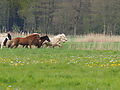 P5037005Weideaustrieb-Islandhengste.JPG