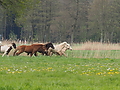 P5037006Weideaustrieb-Islandhengste.JPG