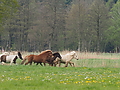 P5037010Weideaustrieb-Islandhengste.JPG