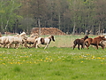 P5037012Weideaustrieb-Islandhengste.JPG