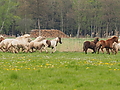 P5037013Weideaustrieb-Islandhengste.JPG