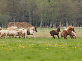 P5037015Weideaustrieb-Islandhengste.JPG