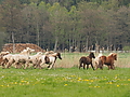 P5037017Weideaustrieb-Islandhengste.JPG